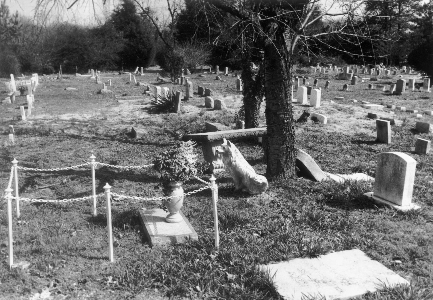 Pet Cemetery